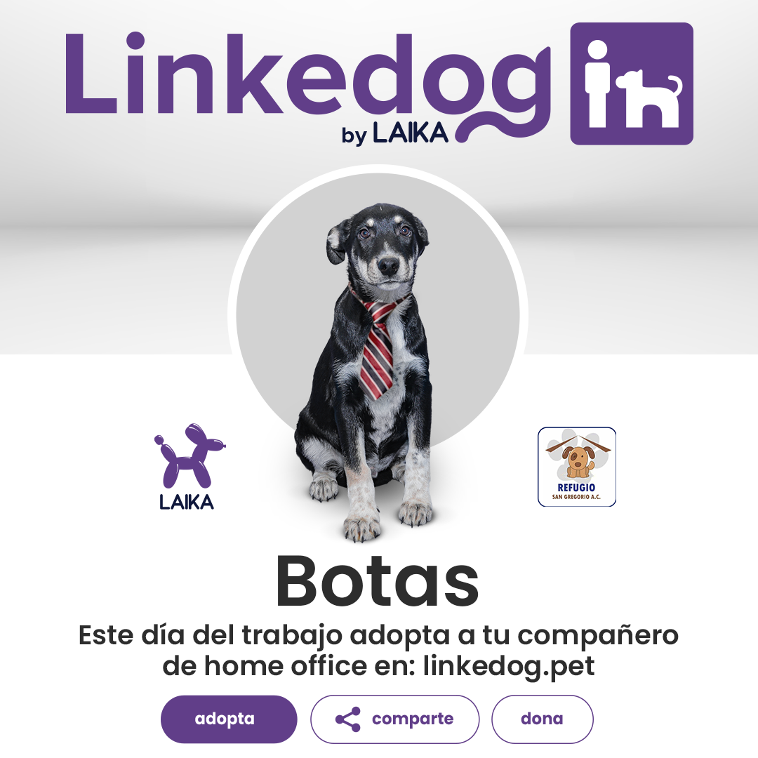 Laika y Refugio San Gregorio lanzan innovadora campaña para promover la adopción de perritos.